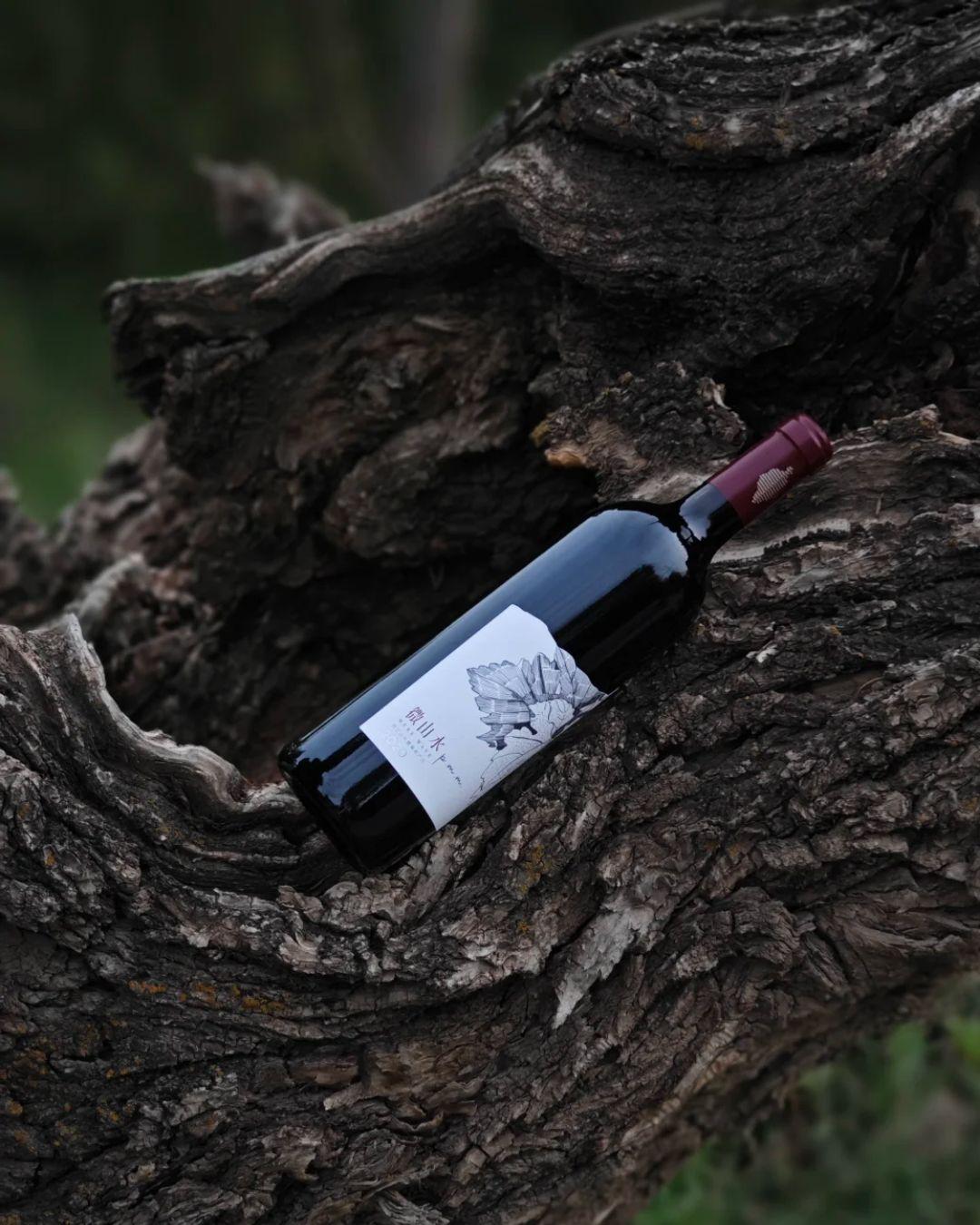 海悦仁和酒庄,位于宁夏贺兰山东麓金山产区。亿万年前🕰,这里曾是一片未经开垦之地,属于贺兰山洪积扇平原,酿酒葡萄的种植🌱,算是栽种在这里的第一批农作物。 🎉酒庄建庄已经第9年了,我们种植了三个小众的酿酒葡萄:黑比诺、马瑟兰和马尔贝克。了解葡萄酒的朋友都知道这三个品种的稀缺性,尤其是在广泛种植赤霞珠的宁夏🌍🍇