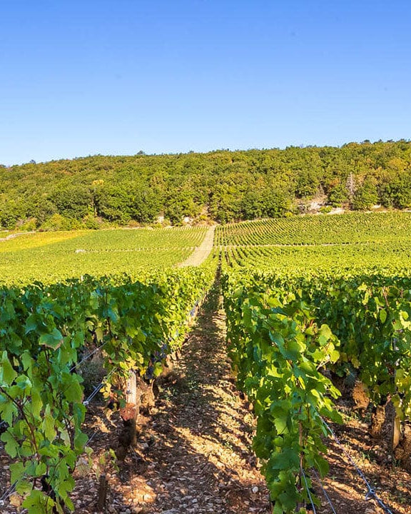 Shop Bruno Clair Bruno Clair Marsannay Rouge 2018 online at PENTICTON artisanal French wine store in Hong Kong. Discover other French wines, promotions, workshops and featured offers at pentictonpacific.com