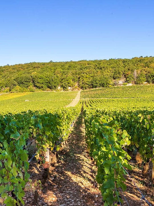 Shop Bruno Clair Bruno Clair Marsannay Rouge 2018 online at PENTICTON artisanal French wine store in Hong Kong. Discover other French wines, promotions, workshops and featured offers at pentictonpacific.com