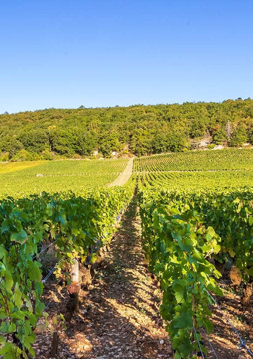 Shop Bruno Clair Bruno Clair Marsannay Rouge 2018 online at PENTICTON artisanal French wine store in Hong Kong. Discover other French wines, promotions, workshops and featured offers at pentictonpacific.com