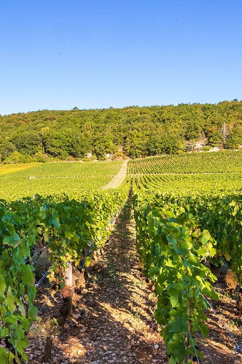 Shop Bruno Clair Bruno Clair Marsannay Rouge 2018 online at PENTICTON artisanal French wine store in Hong Kong. Discover other French wines, promotions, workshops and featured offers at pentictonpacific.com