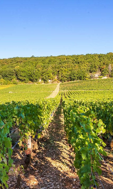 Shop Bruno Clair Bruno Clair Marsannay Rouge 2018 online at PENTICTON artisanal French wine store in Hong Kong. Discover other French wines, promotions, workshops and featured offers at pentictonpacific.com