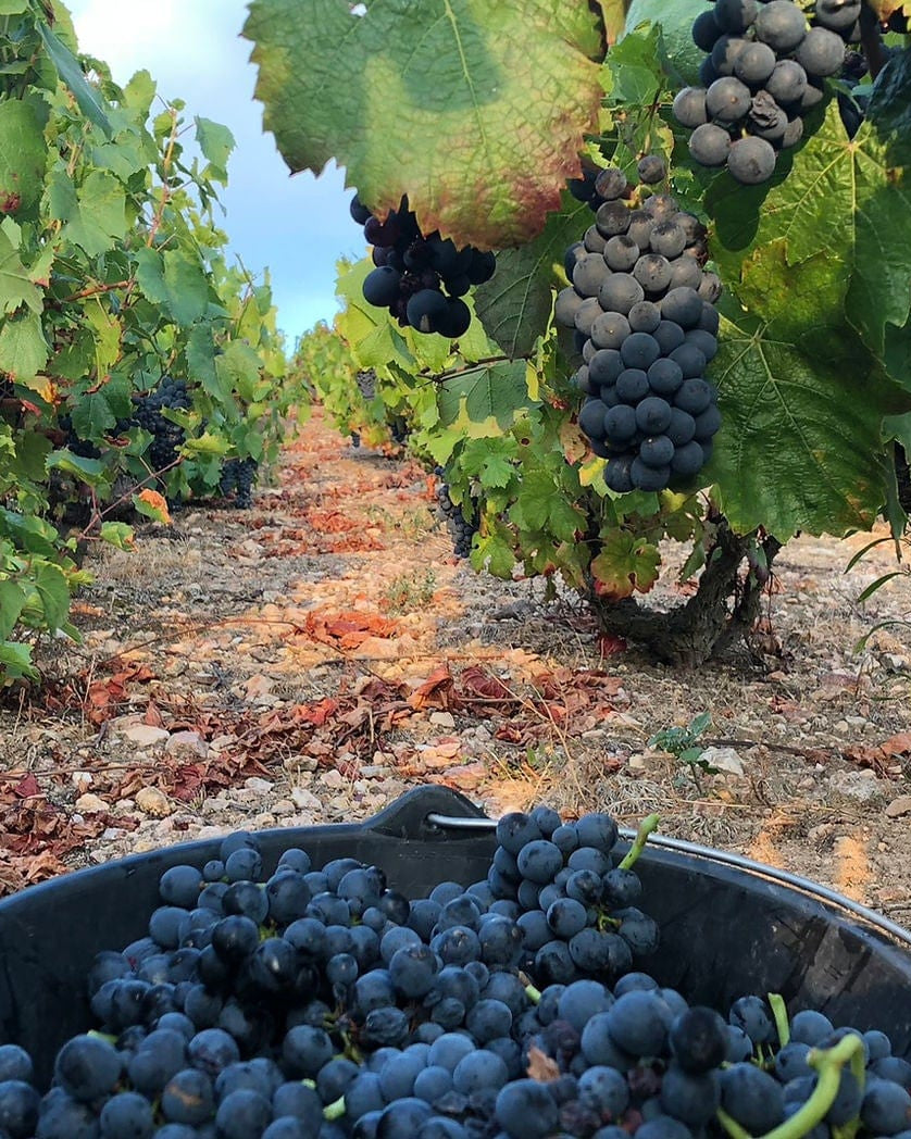 Shop Bruno Clair Domaine Gregoire Hoppenot Fleurie Origines 2021 online at PENTICTON artisanal French wine store in Hong Kong. Discover other French wines, promotions, workshops and featured offers at pentictonpacific.com