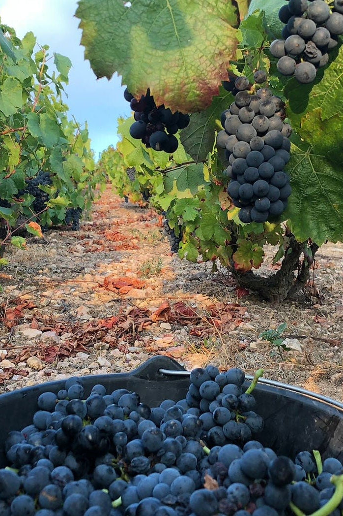 Shop Bruno Clair Domaine Gregoire Hoppenot Fleurie Origines 2021 online at PENTICTON artisanal French wine store in Hong Kong. Discover other French wines, promotions, workshops and featured offers at pentictonpacific.com