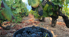 Shop Bruno Clair Domaine Gregoire Hoppenot Fleurie Origines 2021 online at PENTICTON artisanal French wine store in Hong Kong. Discover other French wines, promotions, workshops and featured offers at pentictonpacific.com