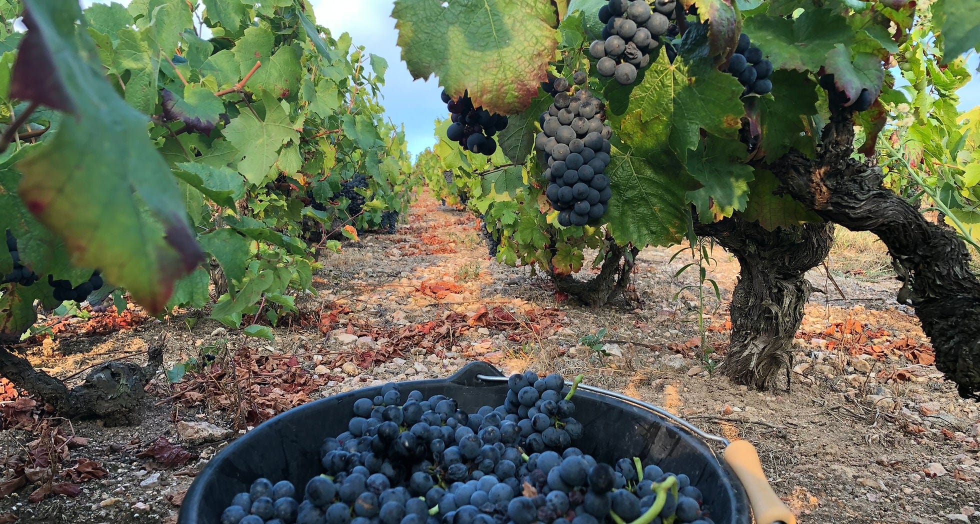 Shop Bruno Clair Domaine Gregoire Hoppenot Fleurie Origines 2021 online at PENTICTON artisanal French wine store in Hong Kong. Discover other French wines, promotions, workshops and featured offers at pentictonpacific.com