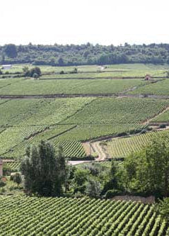 Shop Domaine Vincent Latour Domaine Vincent Latour Meursault Les Grands Charrons 2018 online at PENTICTON artisanal French wine store in Hong Kong. Discover other French wines, promotions, workshops and featured offers at pentictonpacific.com