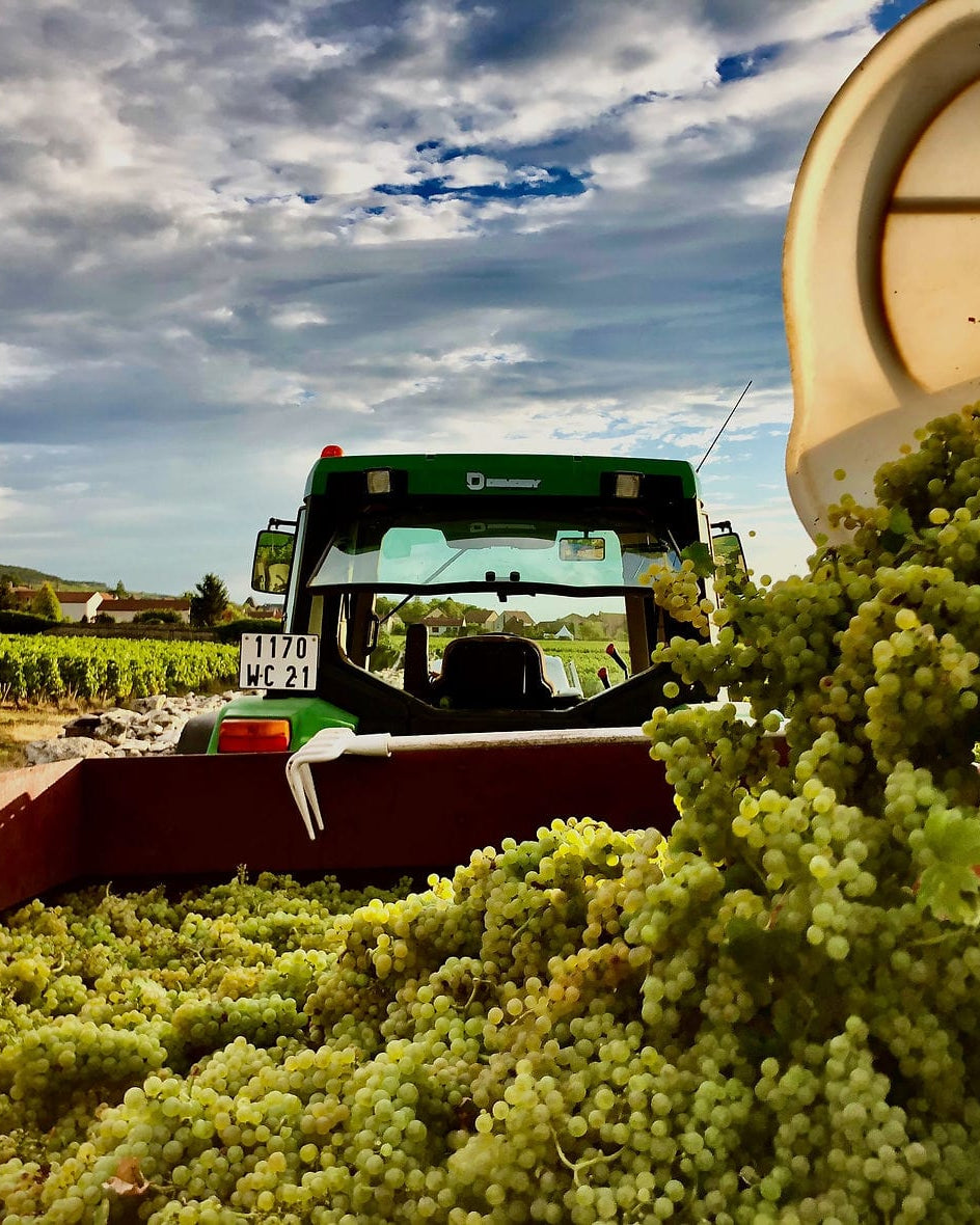 Shop Domaine Rougeot Père & Fils Domaine Rougeot Père & Fils Meursault Sous la Velle 2020 online at PENTICTON artisanal French wine store in Hong Kong. Discover other French wines, promotions, workshops and featured offers at pentictonpacific.com