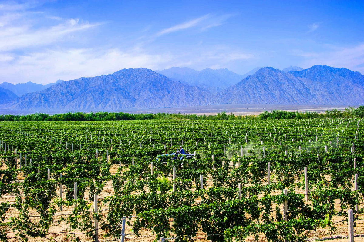 wine_producer_hero_Lingering_Clouds